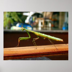 カマキリポスターを祈ること ポスター
