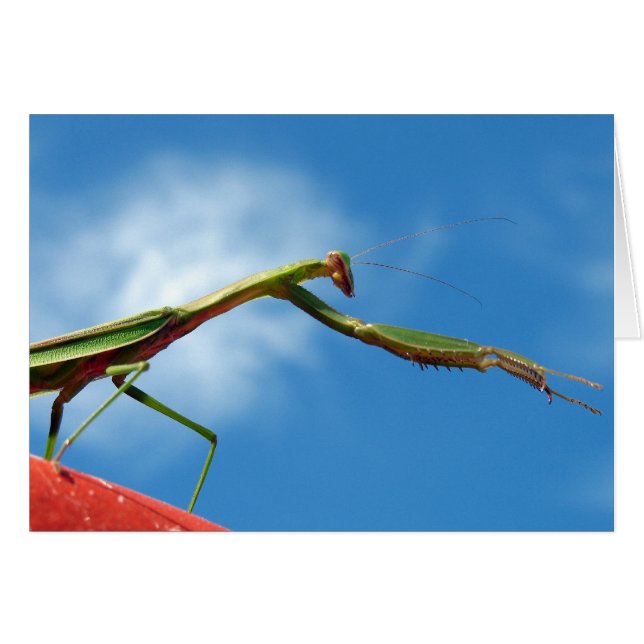 カマキリ (正面横)