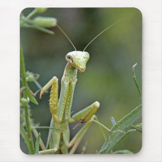 カマキリ475のマウスパッド マウスパッド (正面)