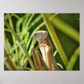 カマキリ ポスター (正面)