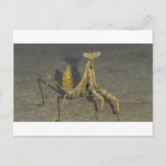 カマキリ ポストカード