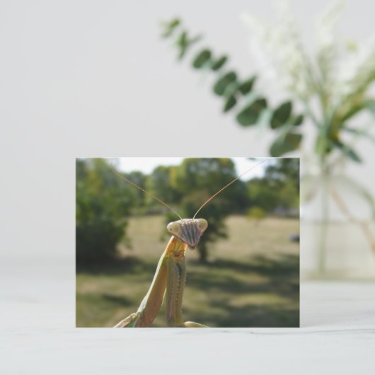 カマキリ ポストカード (スタンド正面)