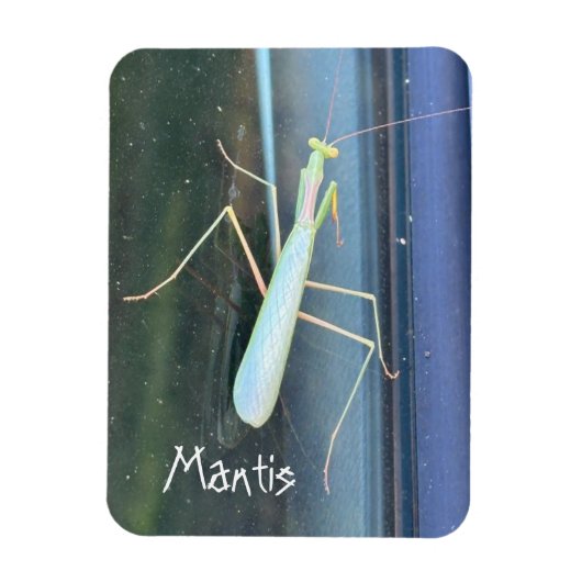 カマキリ マグネット (縦)