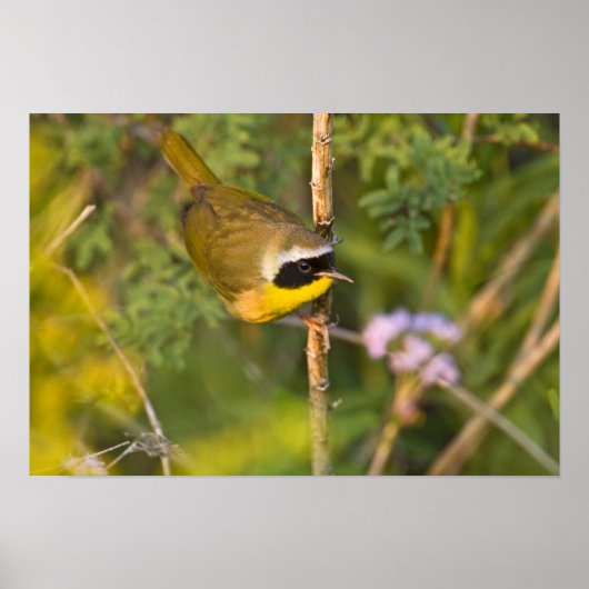 カマドドリ（Geothlypis trichas）オス ポスター (正面)