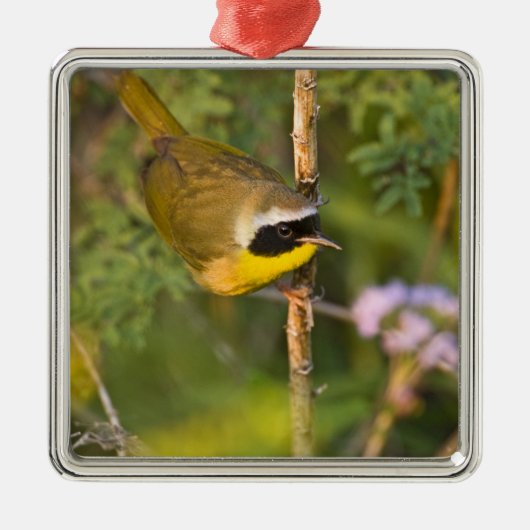 カマドドリ(Geothlypis trichas) 雄 メタルオーナメント (正面)