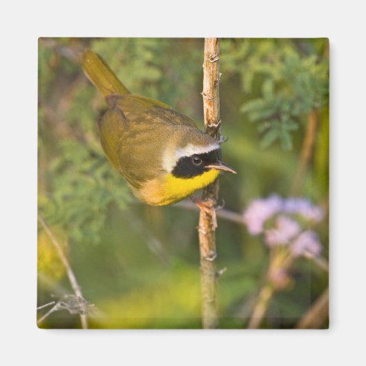 カマドムシクイ(Geothlypis trichas) オス マグネット (正面)