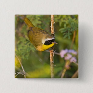 カマドムシクイ(Geothlypis trichas)オス 缶バッジ