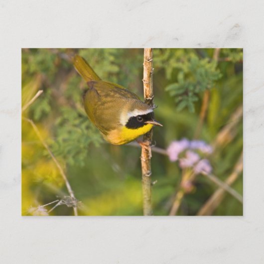 カマドムシクイ (Geothlypis trichas) 雄 ポストカード (正面)