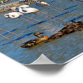 カマルグのフラミンゴとアヒルのグループ ポスター (角)