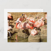 カマルグのフラミンゴと巣のグループ シーズンポストカード (正面/裏面)