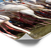 カマルグのフラミンゴのグループ ポスター (角)