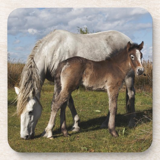 カマルグの子馬と母馬 コースター (正面)