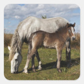カマルグの子馬と母馬 スクエアシール (正面)