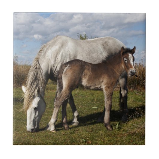 カマルグの子馬と母馬 タイル (正面)