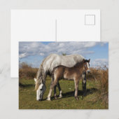 カマルグの子馬と母馬 ポストカード (正面/裏面)
