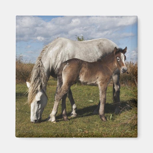カマルグの子馬と母馬 マグネット (正面)