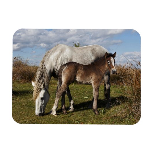 カマルグの子馬と母馬 マグネット (横)
