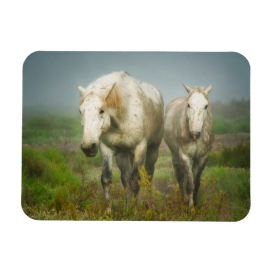 カマルグの白馬 マグネット (横)