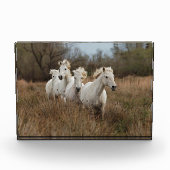 カマルグの馬が走る フォトブロック (正面)