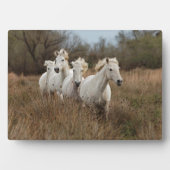 カマルグの馬が走る フォトプラーク (正面)