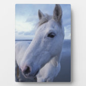 カマルグの馬 フォトプラーク (正面)