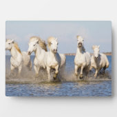 カマルグの馬 フォトプラーク (正面)