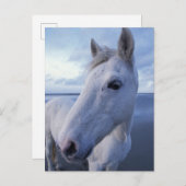 カマルグの馬 ポストカード (正面/裏面)