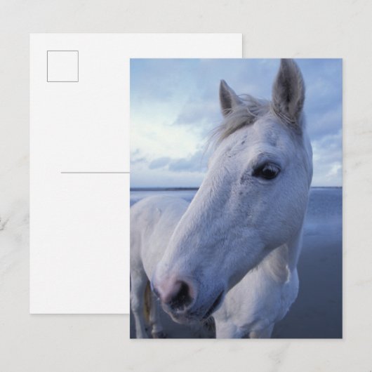 カマルグの馬 ポストカード (正面/裏面)