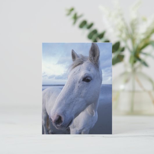 カマルグの馬 ポストカード (スタンド正面)