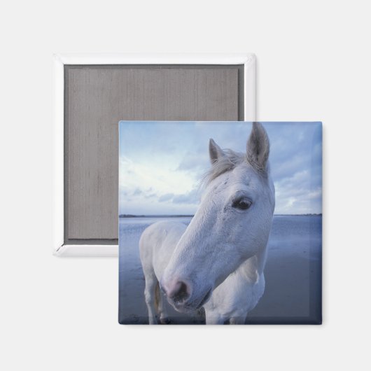 カマルグの馬 マグネット (正面/裏面)