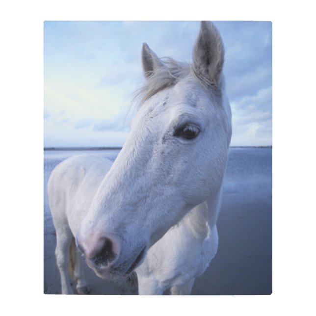 カマルグの馬 メタルプリント (正面)