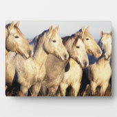 カマルグの馬 (Equus caballus) フォトプラーク (正面)