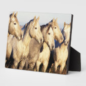 カマルグの馬 (Equus caballus) フォトプラーク (側面)