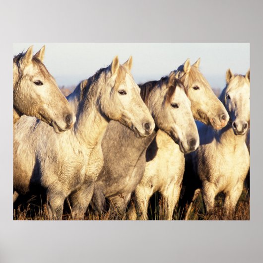 カマルグの馬 (Equus caballus) ポスター (正面)