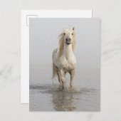 カマルグランニングホースの水 ポストカード (正面/裏面)