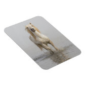 カマルグランニングホースの水 マグネット (右側)