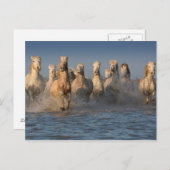 カマルグ地方の白馬たち ポストカード (正面/裏面)