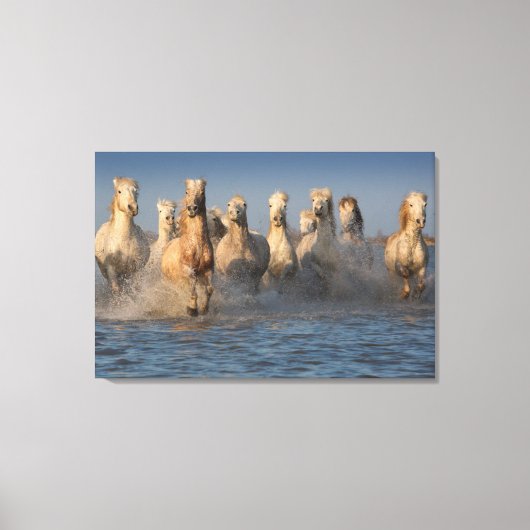 カマルグ地方の白馬のグループ キャンバスプリント (正面)