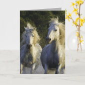 カマーグスプレーホースグリーティングカード カード (黄色い花)