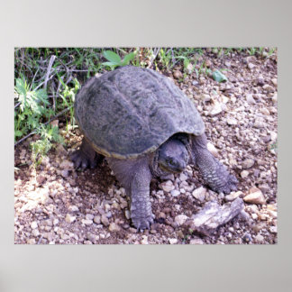 カミツキガメ1 ポスター