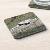 カミツキガメ コースター (左側)