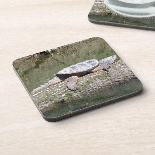 カミツキガメ コースター (左側)