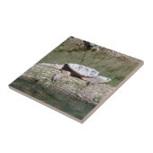 カミツキガメ タイル (側面)