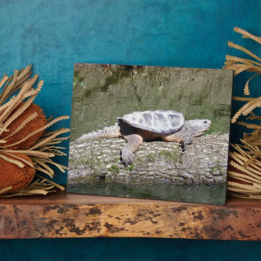 カミツキガメ フォトプラーク (側面)