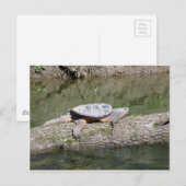 カミツキガメ ポストカード (正面/裏面)