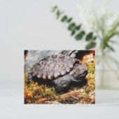 カミツキガメ ポストカード (スタンド正面)