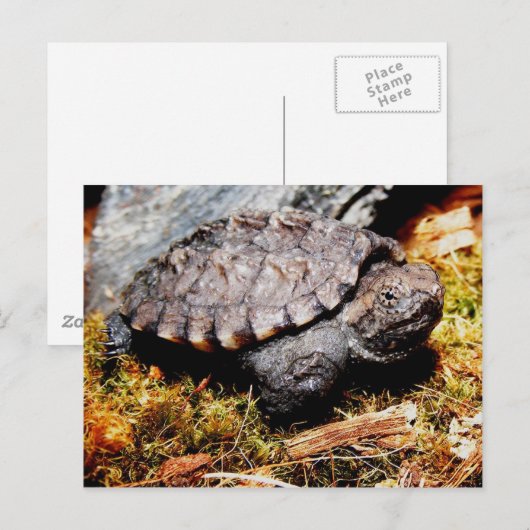 カミツキガメ ポストカード (正面/裏面)