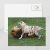 カムナザブ006 ポストカード (正面/裏面)