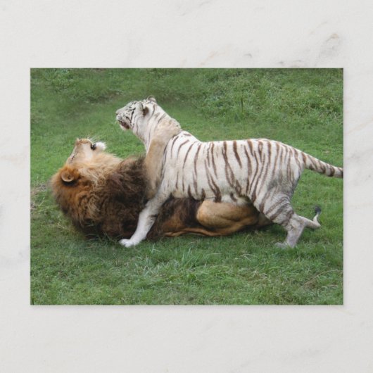 カムナザブ006 ポストカード (正面)