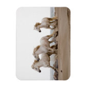 カムリグランニングウマビーチ マグネット (縦)